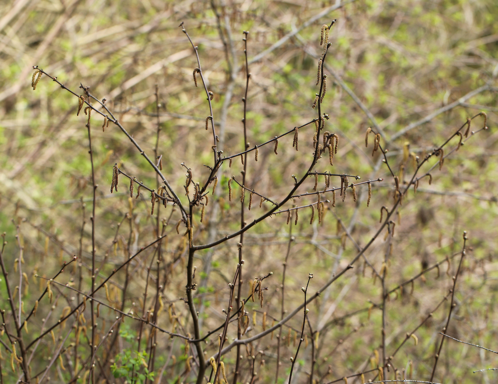 Image of Western Beaked Hazel