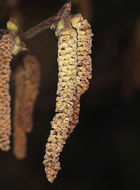 Imagem de Corylus cornuta subsp. californica (A. DC.) A. E. Murray