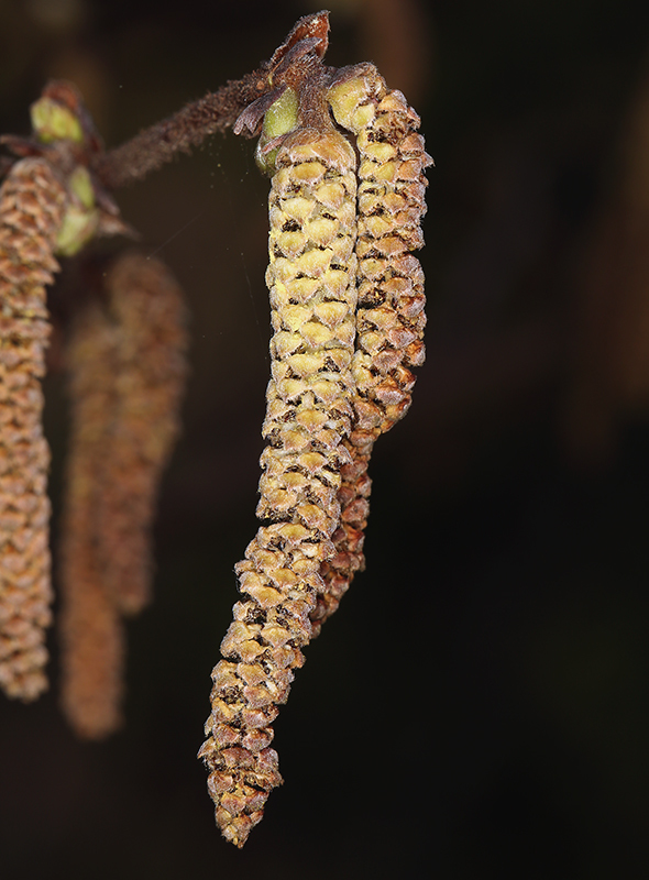 Image of Western Beaked Hazel