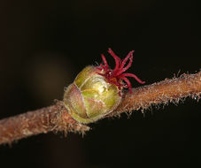 Imagem de Corylus cornuta subsp. californica (A. DC.) A. E. Murray