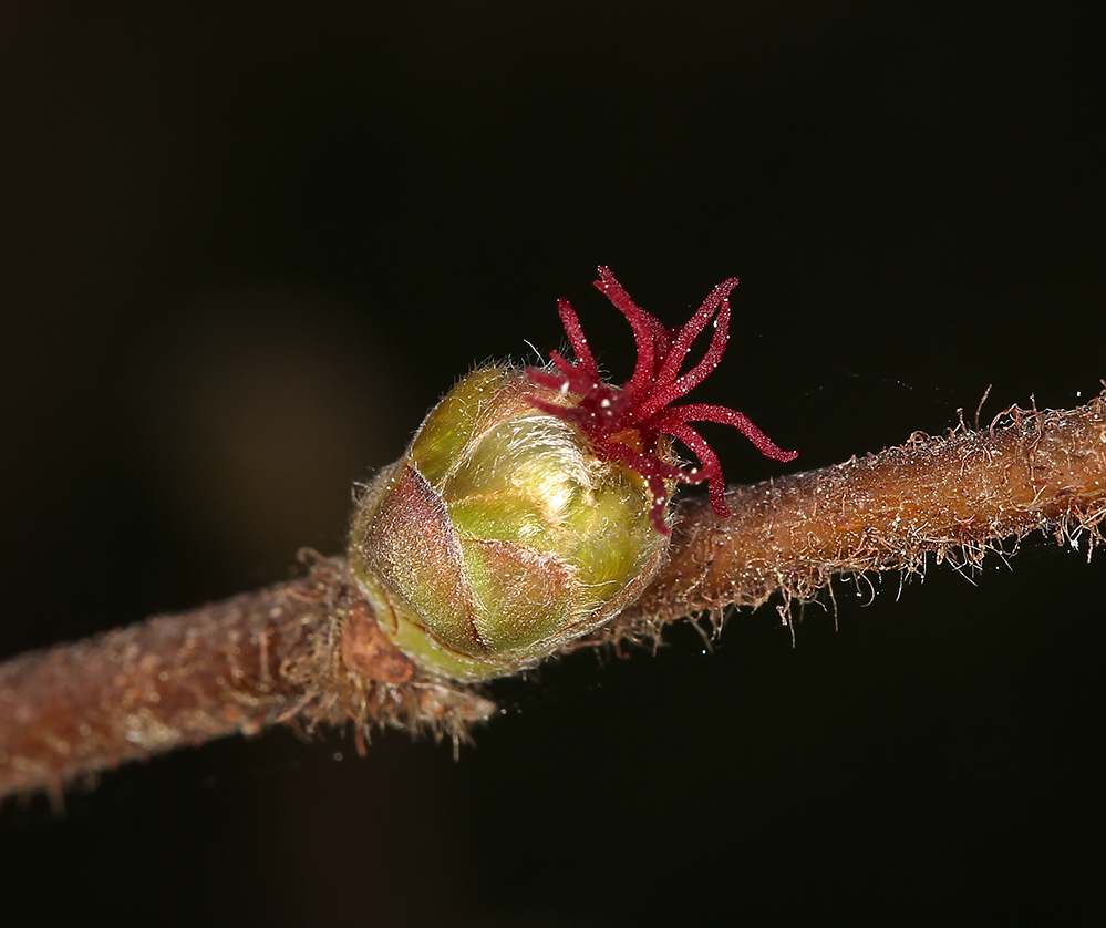 Imagem de Corylus cornuta subsp. californica (A. DC.) A. E. Murray