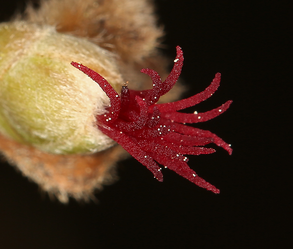 Imagem de Corylus cornuta subsp. californica (A. DC.) A. E. Murray