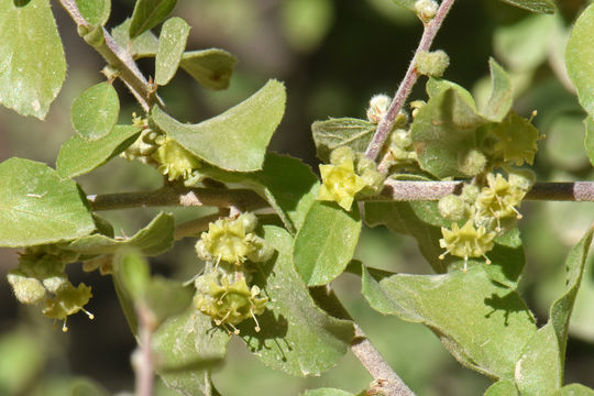 Image of Las Animas nakedwood