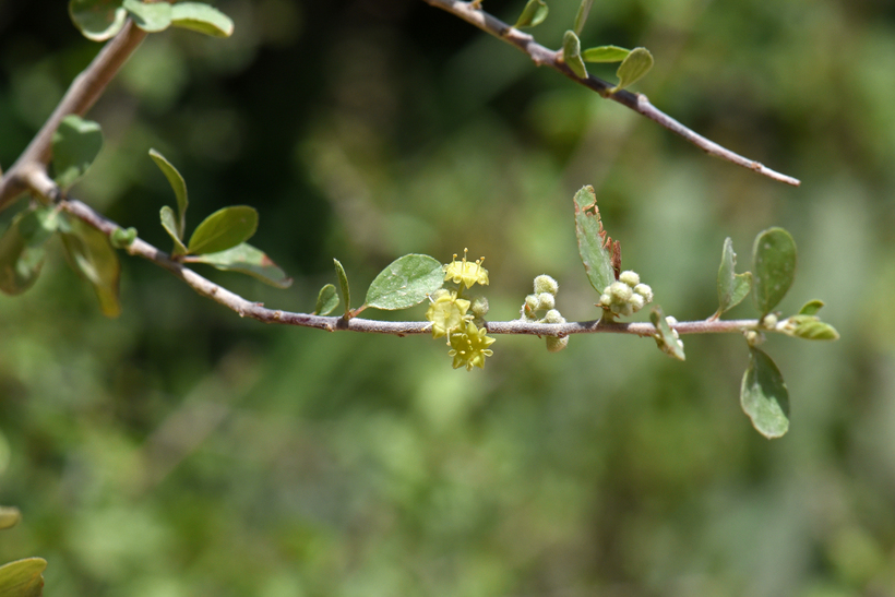 Image of Las Animas nakedwood