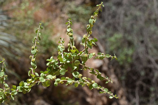 Image of Las Animas nakedwood