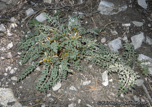 صورة Pedicularis semibarbata A. Gray