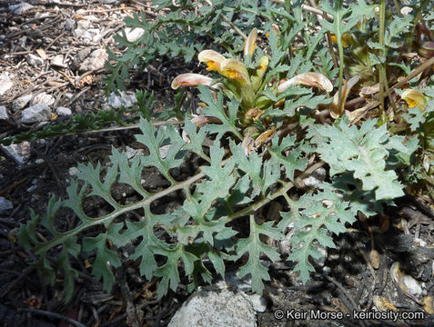 صورة Pedicularis semibarbata A. Gray