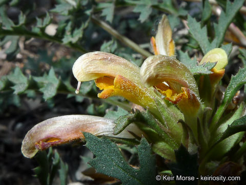 Imagem de Pedicularis semibarbata A. Gray