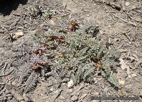 صورة Pedicularis semibarbata A. Gray