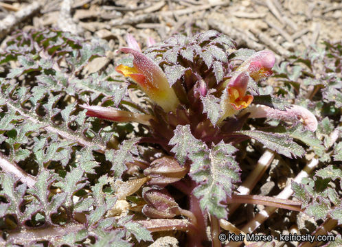 صورة Pedicularis semibarbata A. Gray