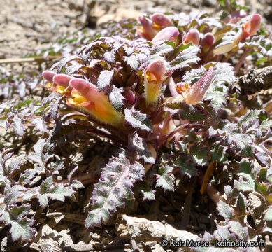 Imagem de Pedicularis semibarbata A. Gray