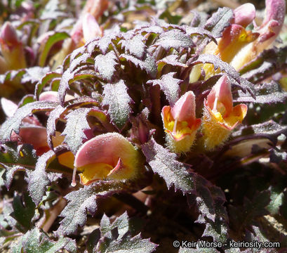 Imagem de Pedicularis semibarbata A. Gray