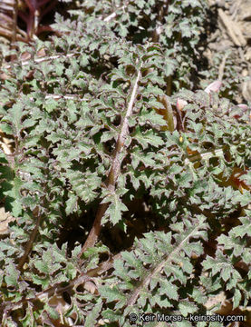 Imagem de Pedicularis semibarbata A. Gray