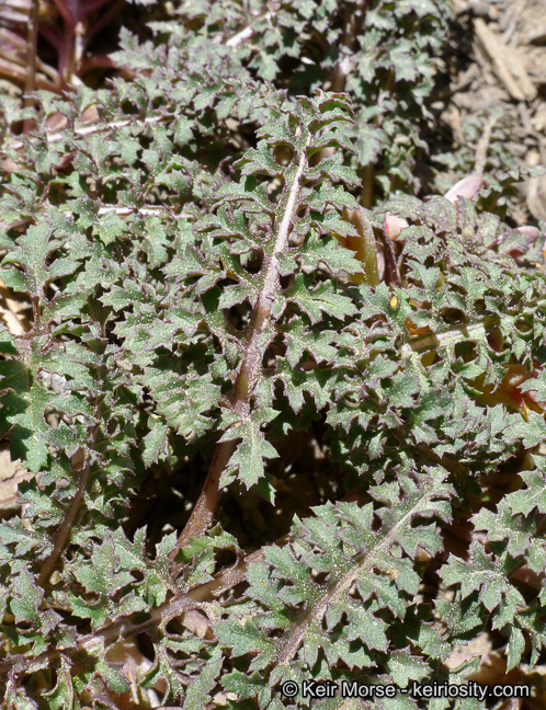 Image of pinewoods lousewort