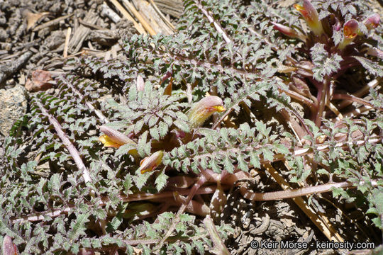 Imagem de Pedicularis semibarbata A. Gray