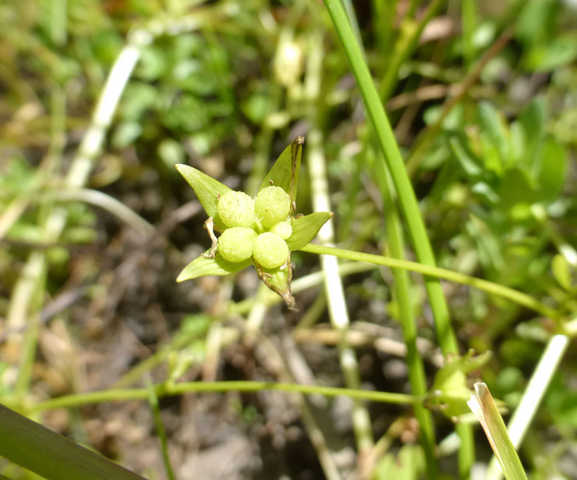 Image of Baker's Meadowfoam