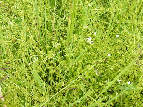 Image of Baker's Meadowfoam