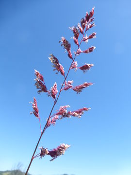 Plancia ëd Phalaris arundinacea L.