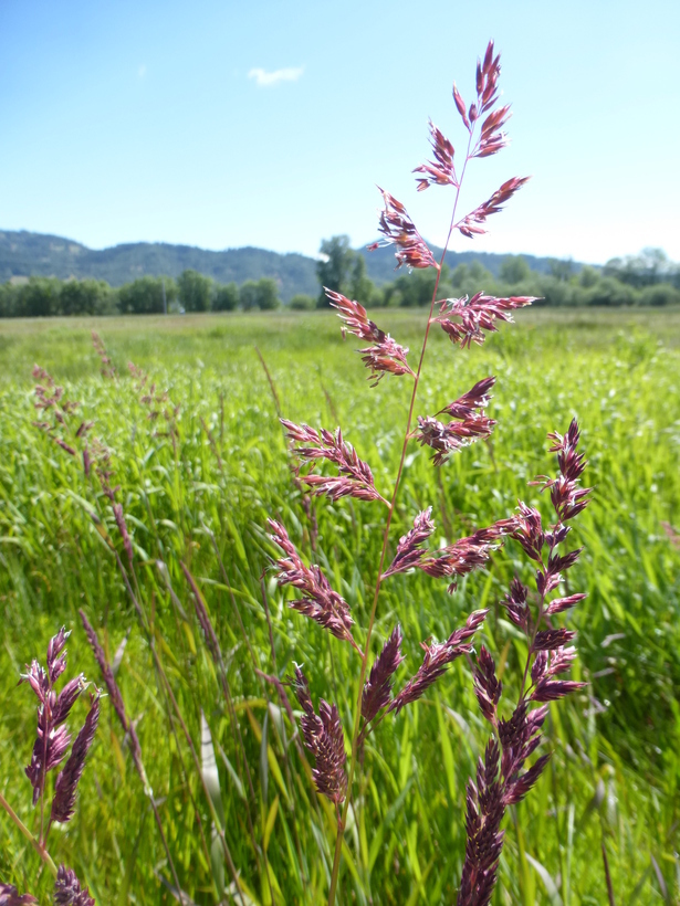 Image of reed canarygrass