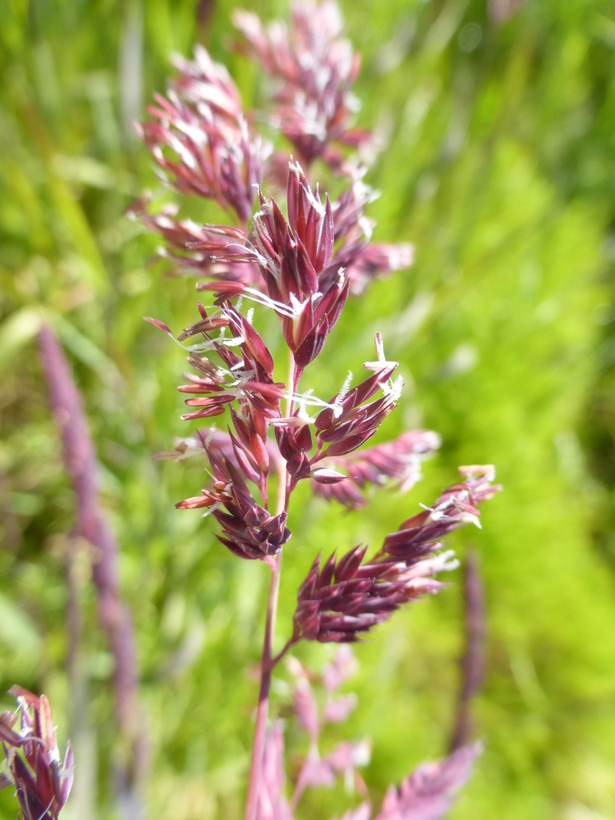 Plancia ëd Phalaris arundinacea L.