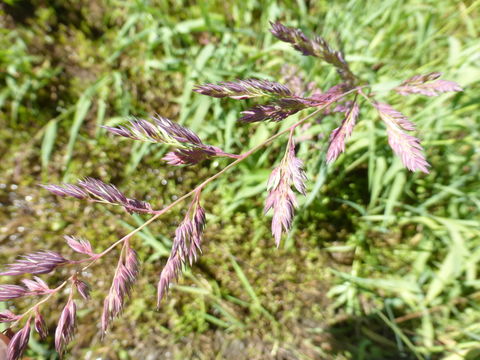 Plancia ëd Phalaris arundinacea L.