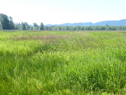 Image of reed canarygrass