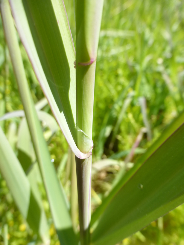 Plancia ëd Phalaris arundinacea L.