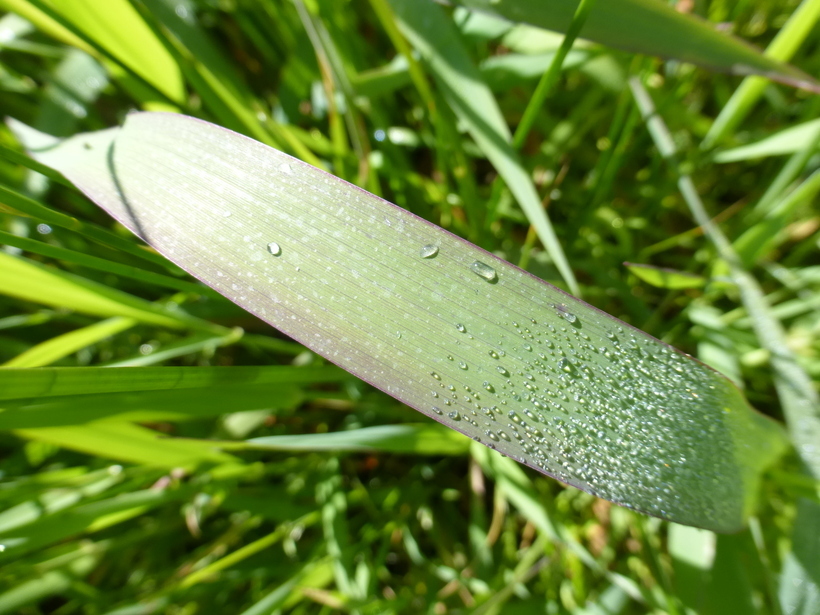 Plancia ëd Phalaris arundinacea L.