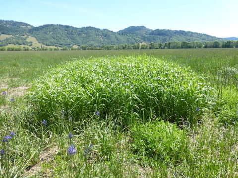 Plancia ëd Phalaris arundinacea L.