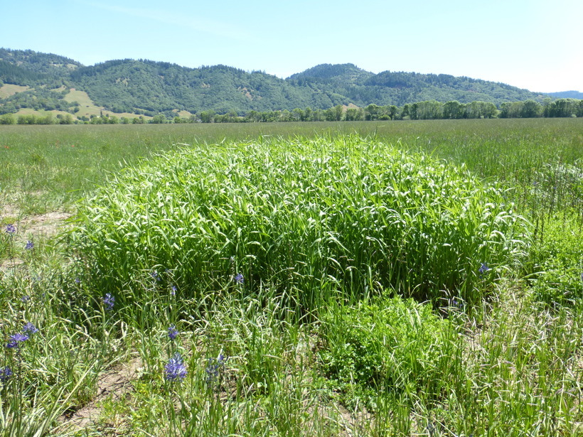 Image of reed canarygrass