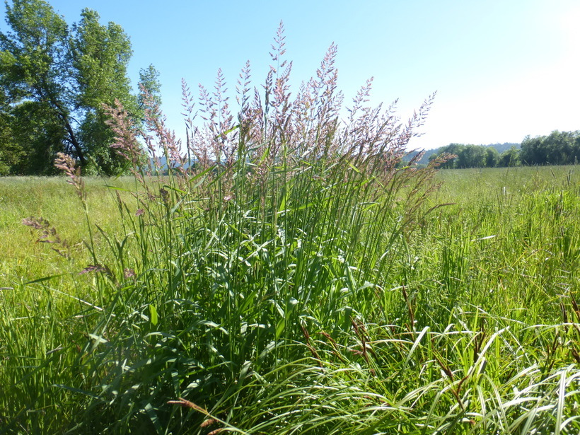 Plancia ëd Phalaris arundinacea L.