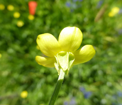 Image of <i>Ranunculus orthorhynchus</i> var. <i>platyphyllus</i>