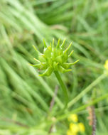 Image of <i>Ranunculus orthorhynchus</i> var. <i>platyphyllus</i>