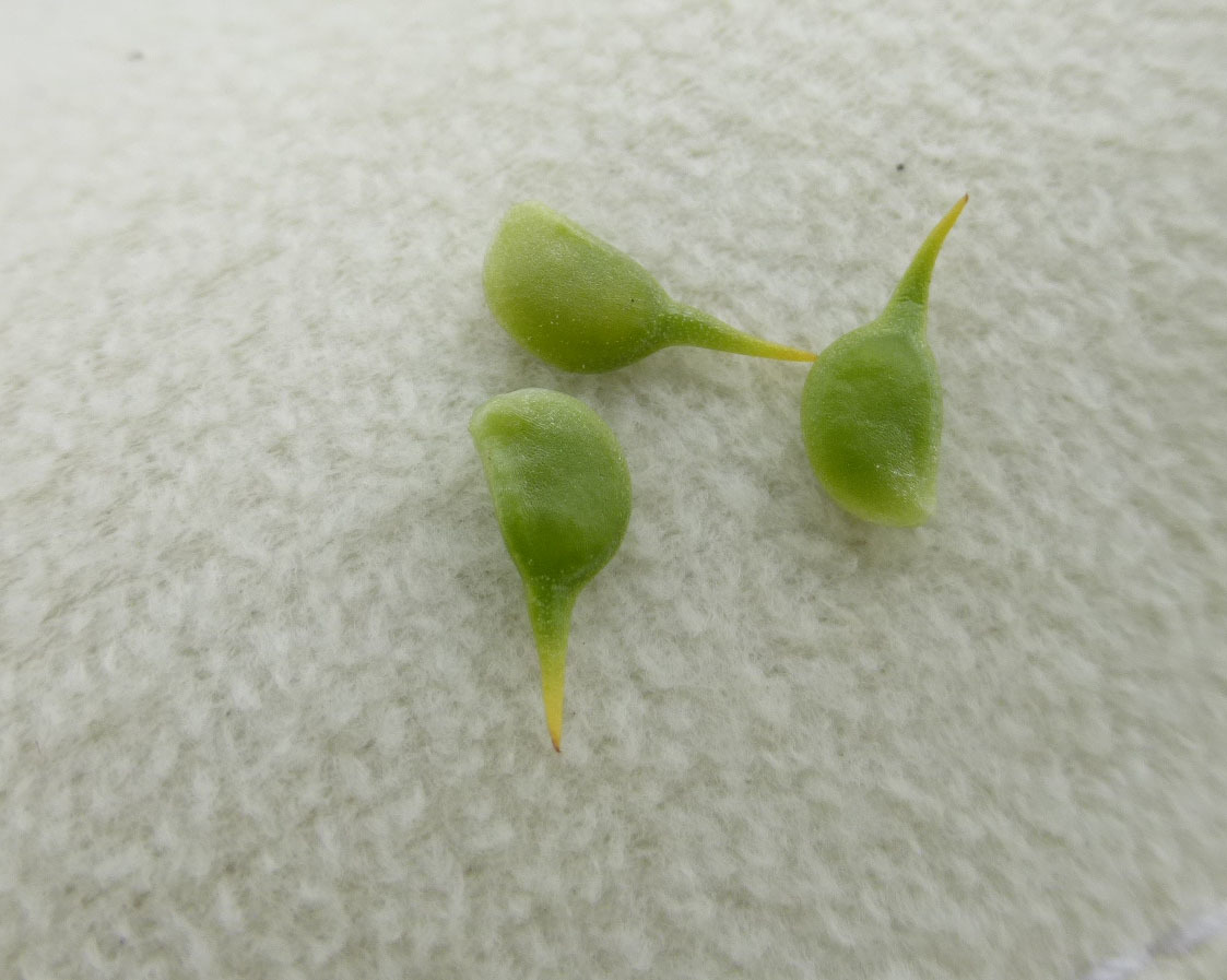 Image of <i>Ranunculus orthorhynchus</i> var. <i>platyphyllus</i>