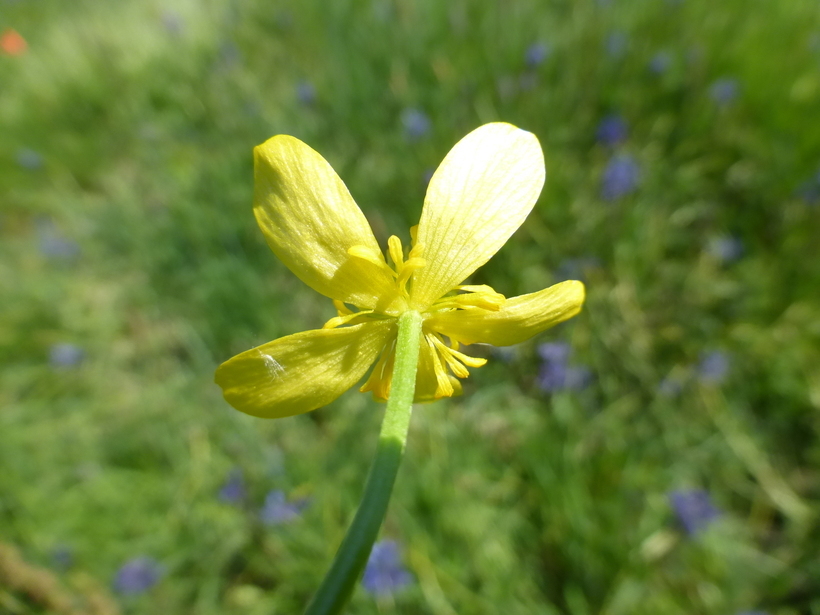 Image of <i>Ranunculus orthorhynchus</i> var. <i>platyphyllus</i>