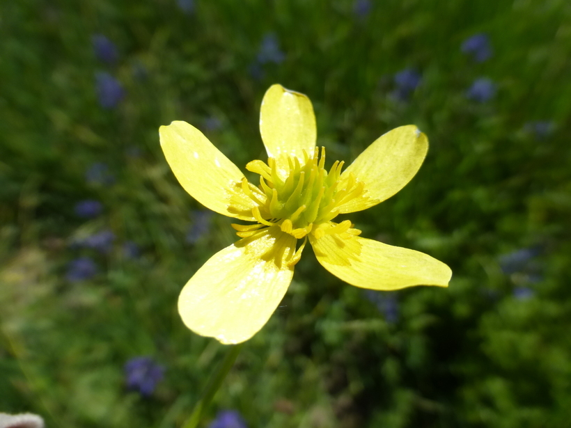 Image of <i>Ranunculus orthorhynchus</i> var. <i>platyphyllus</i>