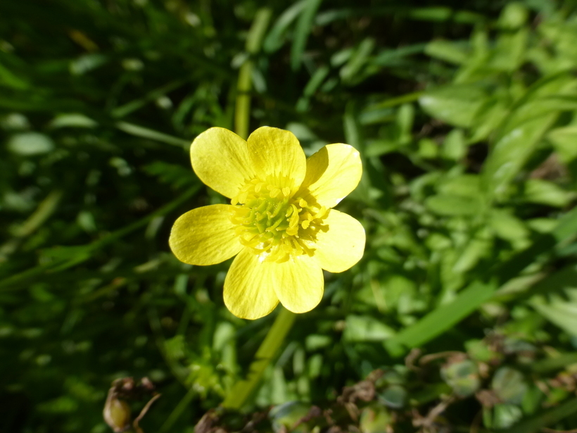 Image of <i>Ranunculus orthorhynchus</i> var. <i>platyphyllus</i>