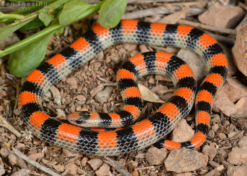 Image of Ground Snake