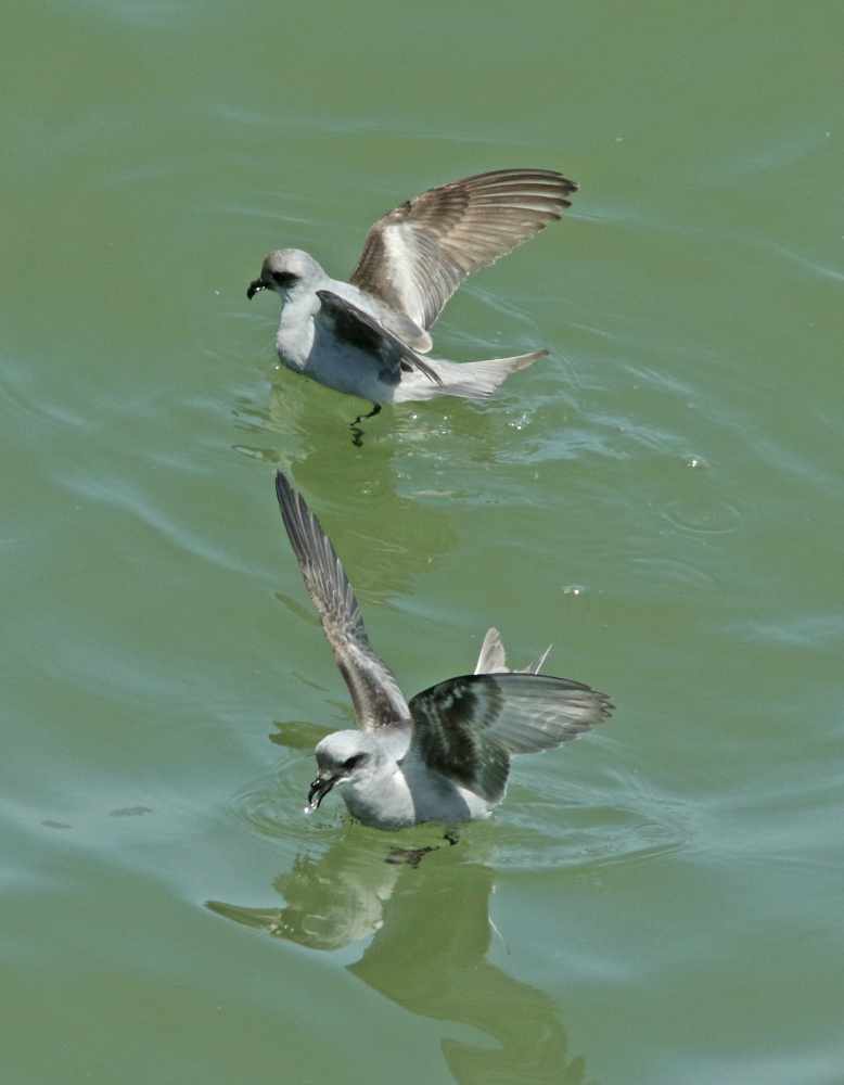 Image of Fork-tailed Storm Petrel