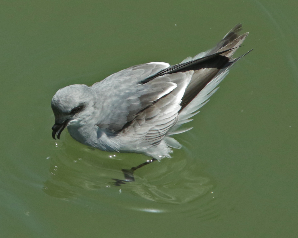 Image of Fork-tailed Storm Petrel