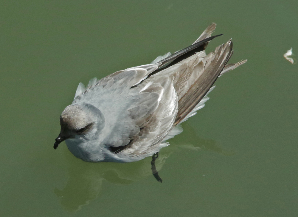 Image of Fork-tailed Storm Petrel