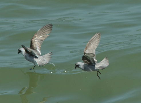 Image of Fork-tailed Storm Petrel