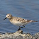 Image of Baird's Sandpiper