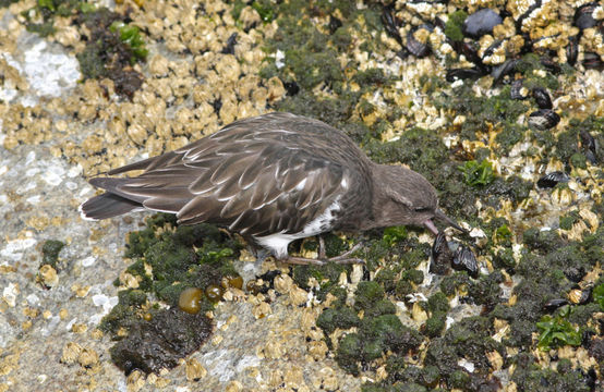 Image of Black Turnstone