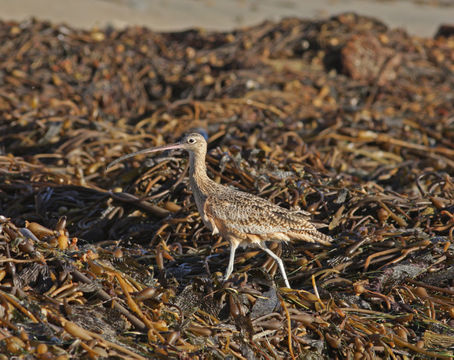 Image of Long-billed Curlew