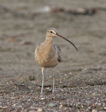 Image of Long-billed Curlew