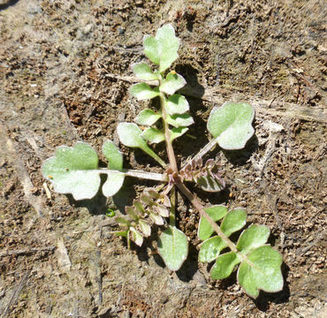 Image of curvepod yellowcress