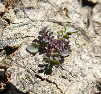 Image of curvepod yellowcress