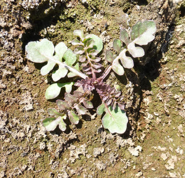 Image of curvepod yellowcress