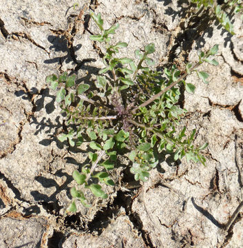 Image of curvepod yellowcress